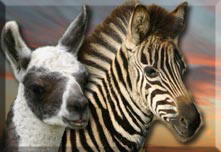 Vers les pages des B�b�s Animaux